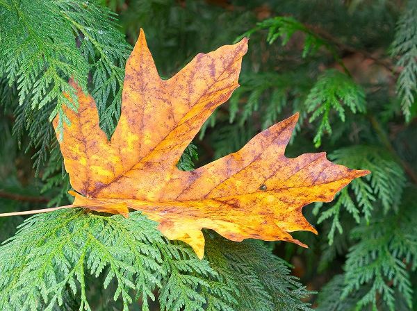 Wild, Jamie and Judy 아티스트의 Washington State Bigleaf maple leaf작품입니다.